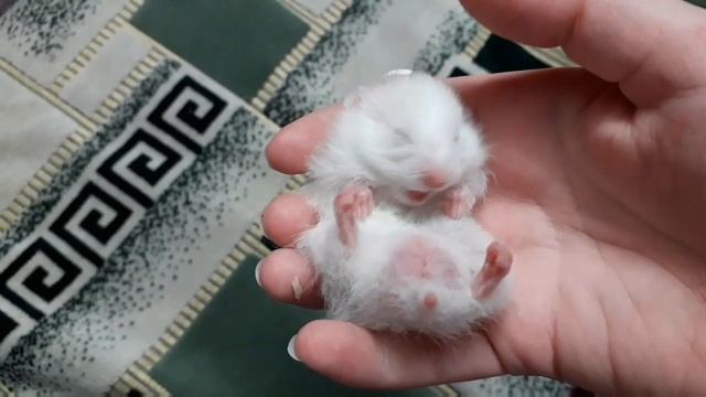 Воскрешение хомяка смотреть онлайн