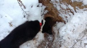 Полювання  на лиса з фокстер'єром/ Норная охота с фокстерьером на лису/ Fox hunting with fox terrie