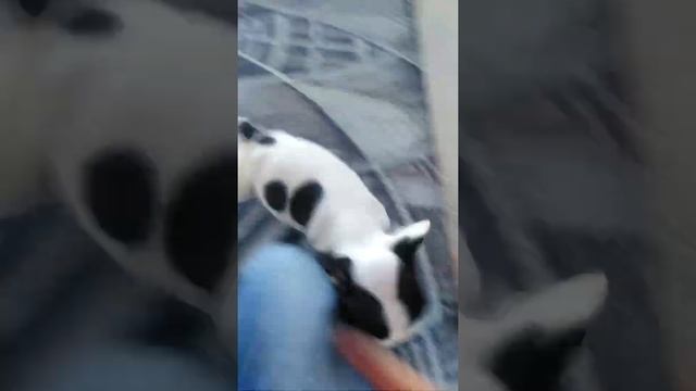 Маленький щенок 1месяц рачит смотреть онлайн