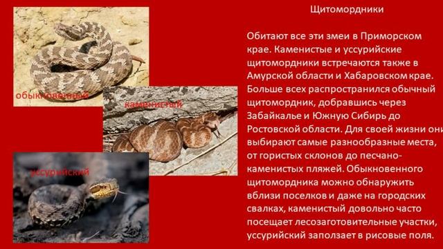 ЯДОВИТЫЕ ЗМЕИ В РОССИИ?/ОСТОРОЖНО❗ змеи проснулись смотреть онлайн