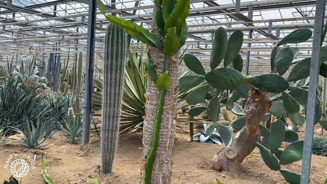 Tour of a French cactus greenhouse - 2000 kinds of cactus?? Cactuseraie | Plant with Roos смотреть онлайн