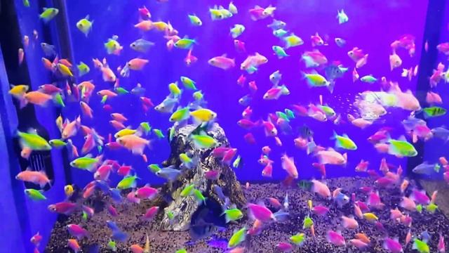 GloFish (Флуоресцентные рыбки) смотреть онлайн