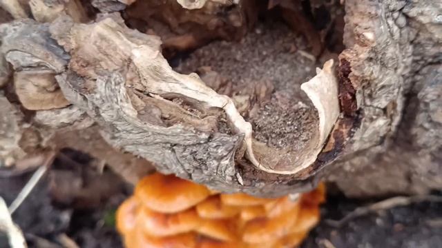 СЛАБОНЕРВНЫМ НЕ СМОТРЕТЬ! ПЕРВЫЕ ВЕСЕННИЕ ЦВЕТЫ В НАЧАЛЕ МАРТА в СПб! ЗИМНИЕ ОПЯТА! Грибник ОШАРАШЕ смотреть онлайн