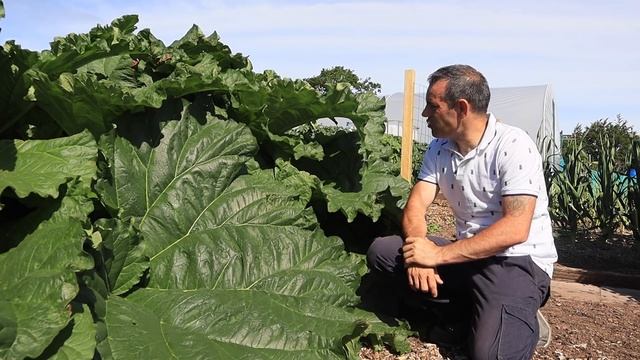 Grow Rhubarb So Big It Could Feed A Dinosaur! смотреть онлайн