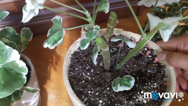 Обрезка пестролистных пеларгоний смотреть онлайн