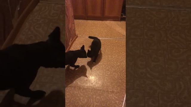 Кошка отомстила за всё! смотреть онлайн