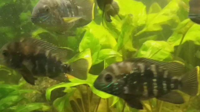 Цихлиды . Малыши бирюзовой акары в соседстве с растениями (После еды не против бы добавки) смотреть онлайн