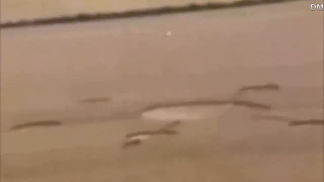 How are crop circles / Как появляются круги на полях смотреть онлайн