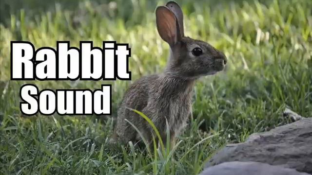 10 Minutes - Rabbit Sound Effect - different Rabbit sounds * HIGH QUALITY * смотреть онлайн