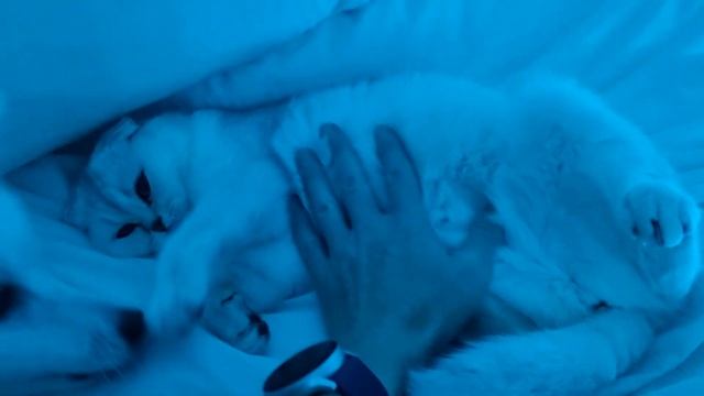 Три кошки и собака оккупировали кровать хозяина перед сном смотреть онлайн