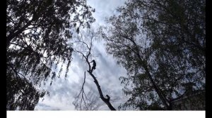ЭКСТРИМАЛЬНО СПИЛИЛИ ДЕРЕВЬЯ / ПОГРУЗИЛИ В КАМАЗ И Я УВЁЗ ДРОВА НА БАНЮ