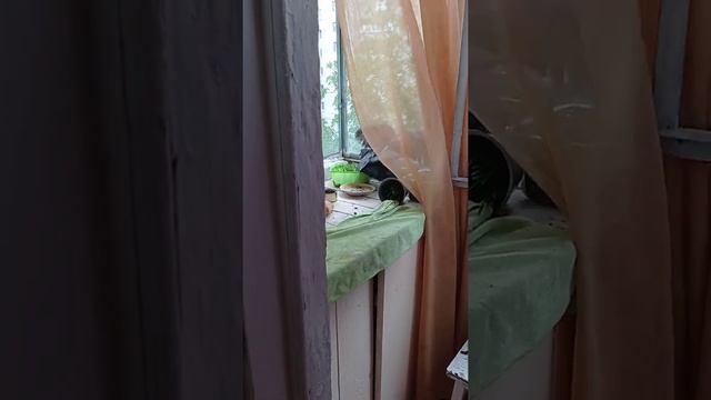 наглые голуби залетели в квартиру через балкон смотреть онлайн