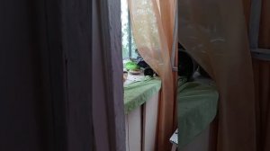 наглые голуби залетели в квартиру через балкон