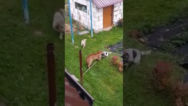 Бой Тигр и собака смотреть онлайн