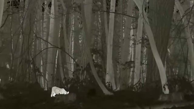 Luchs am fressen - Xeye FH25R смотреть онлайн