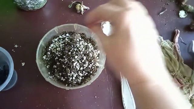 Кливия из семечки, как она себя чувствует? Пересадка? смотреть онлайн