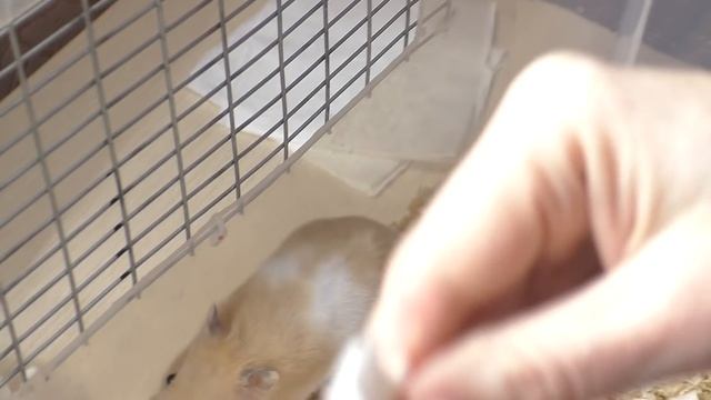 КРЫСЫ ПЕРЕЕЗЖАЮТ В КЛЕТКУ / Хомки ФАНТА меняет КОНТЕЙНЕР /ПОЧЕМУ НЕ БЫЛО ВИДЕО / Alisa Easy Pets смотреть онлайн