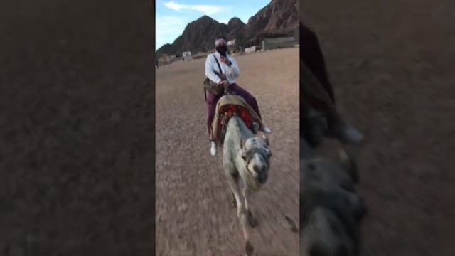 Египет#Шарм-эм-шейх, Camal rasing смотреть онлайн