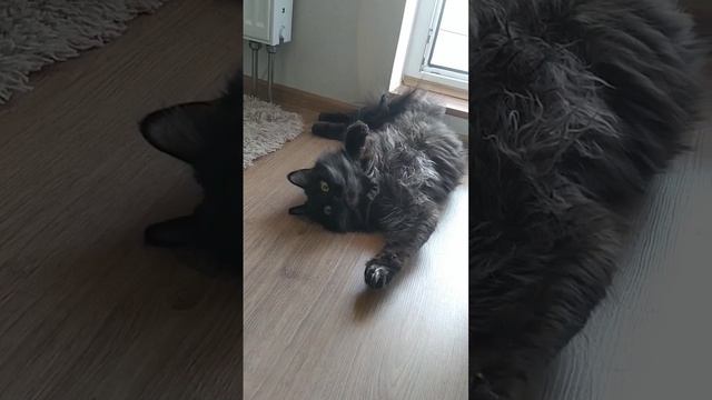 Сколько мне лет? #кот #котики #шортс #милота #cat смотреть онлайн
