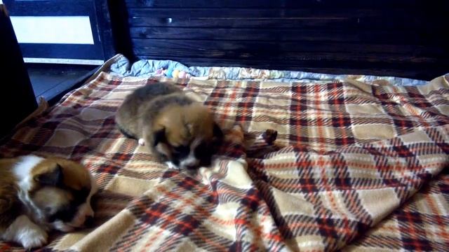 Смешные щенки корги )))))) смотреть онлайн