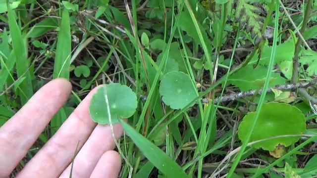 Pennywort or dollarweed - edible wild plant of Florida смотреть онлайн