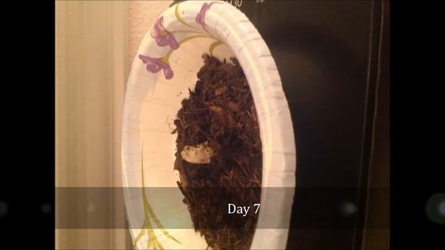 control plant pictures смотреть онлайн