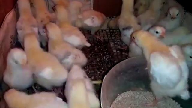 Цыплята Доминанты. 7 Суток. смотреть онлайн