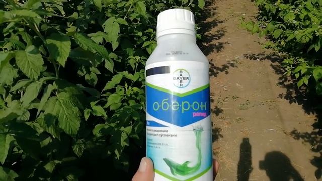 Обработка от клеща (Оберон Рапид) смотреть онлайн