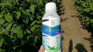 Обработка от клеща (Оберон Рапид)