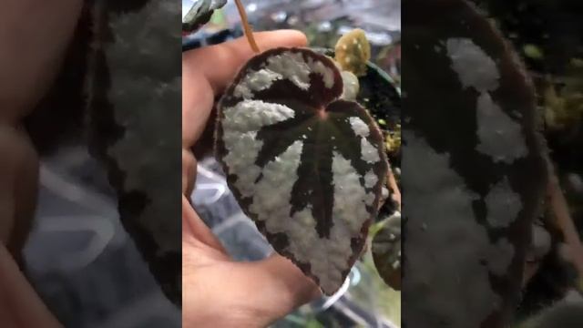 Begonia Lanternaria