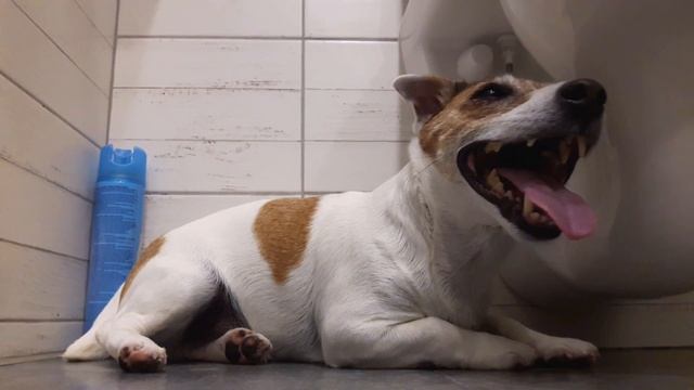 АДСКАЯ НОЧЬ. Собаки боятся грозу. Гроза в Санкт-Петербурге 26 июня 2021 смотреть онлайн