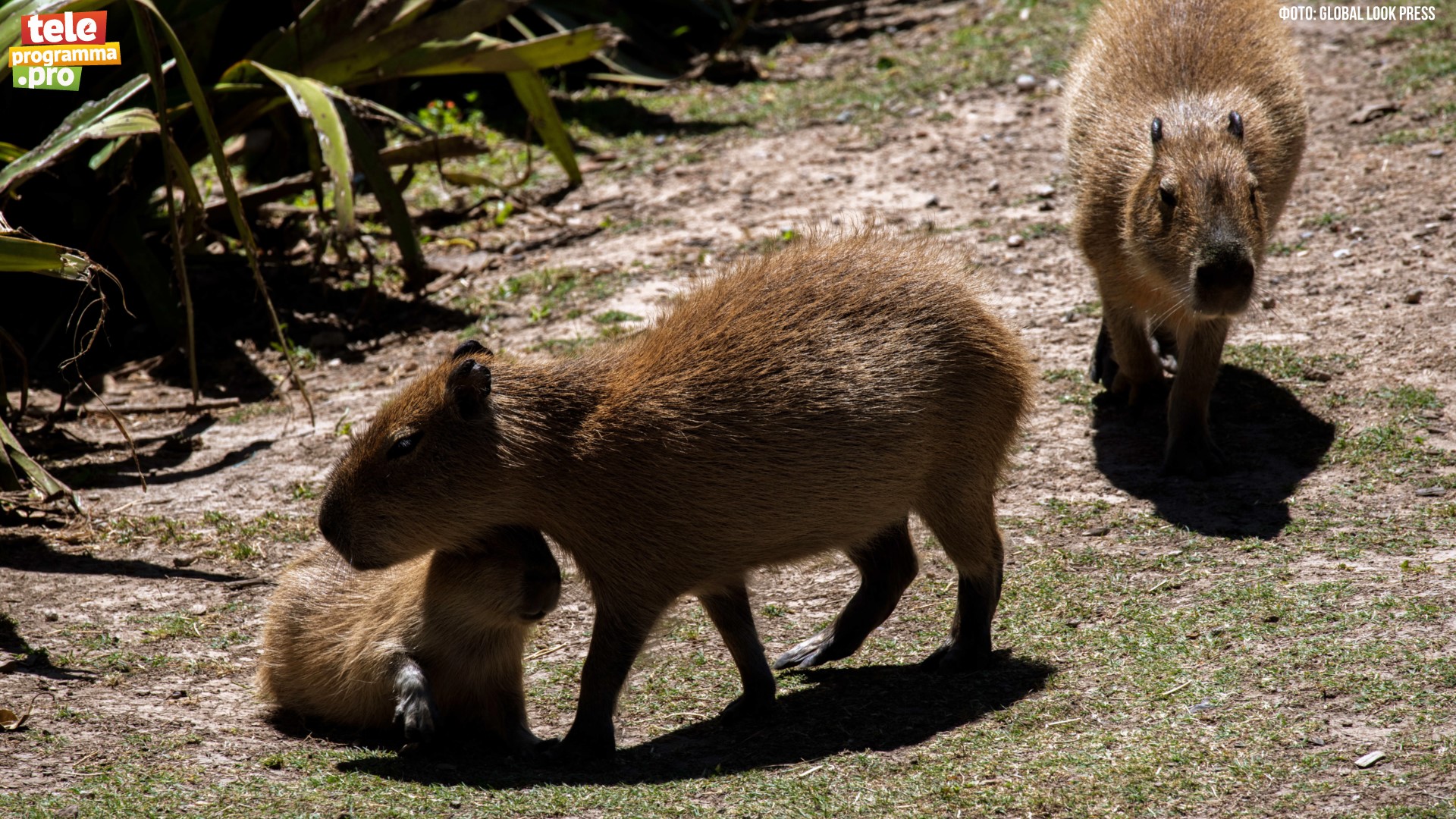 Всем нужна капибара смотреть онлайн