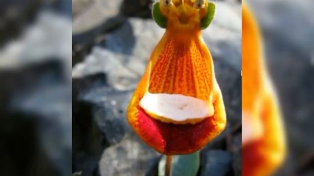 ??????WORLD AMAZING FLOWERS ??????? смотреть онлайн