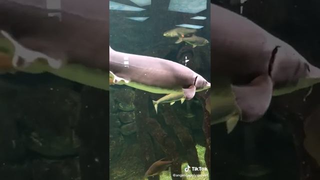 Acuarium fich # Respect смотреть онлайн