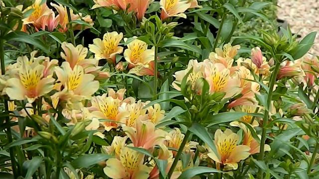 Alstroemeria aurantiaca смотреть онлайн