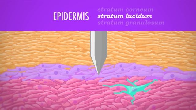 The Integumentary System, Part 1 - Skin Deep: Crash Course Anatomy & Physiology #6 смотреть онлайн
