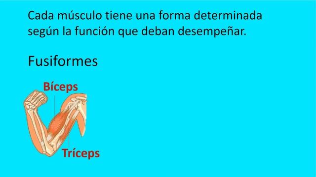 SISTEMA MUSCULAR (3er grado de primaria) смотреть онлайн