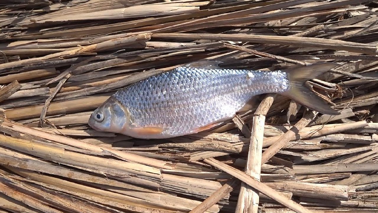 ВОБЛА в сильный ветер. Встретил блогера на рыбалке. Ход воблы в Астрахани. Астраханская вобла. смотреть онлайн