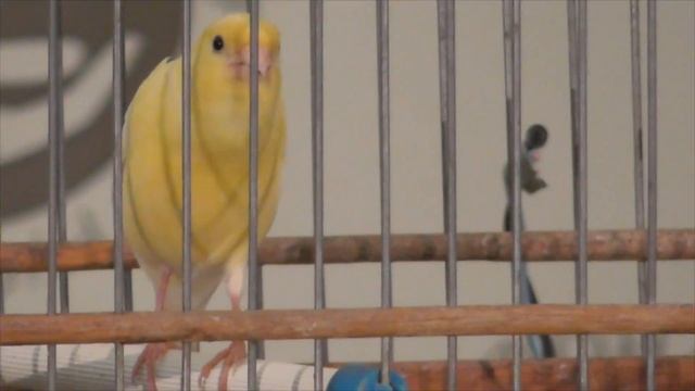 КОНКУРС ПЕНИЯ РУССКОЙ КАНАРЕЙКИ смотреть онлайн