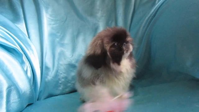 Щенок пекинеса, девочка. 2 месяца смотреть онлайн