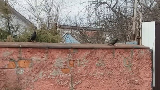 Скворцы прилетели. Весна... (22.03.2023) смотреть онлайн