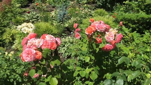 Rose Piano, Rose Mary Ann (Tantau Nostalgie Rosen) смотреть онлайн