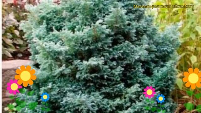 Кипарисовик горохоплодный Беби Блю. Краткий обзор, описание Chamaecyparis Pisifera Baby Blue