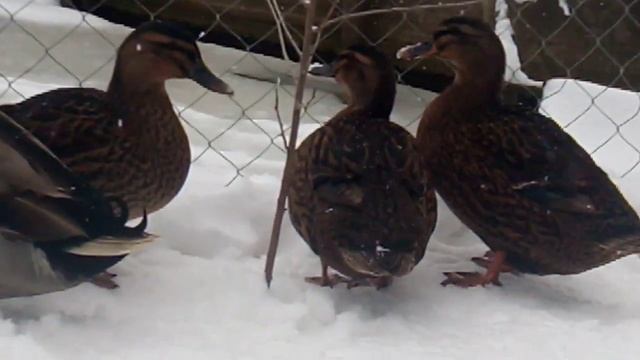 Подсадные утки - породная группа домашних уток, внешне похожих на диких уток - крякв. смотреть онлайн