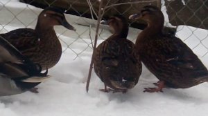 Подсадные утки - породная группа домашних уток, внешне похожих на диких уток - крякв.