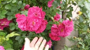 Роза Джон Кэбот. Обзор сорта.