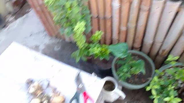 Seeds Ki Germination Ka Sab Se Assan Tareeka смотреть онлайн