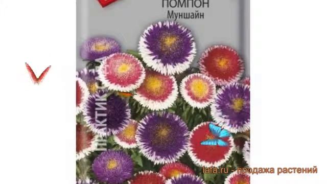 Астра помпонная Муншайн (munshayn) ? помпонная астра Муншайн обзор: как сажать, семена астры Муншай смотреть онлайн