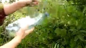 Крыжовник! Как собрать быстро и легко!