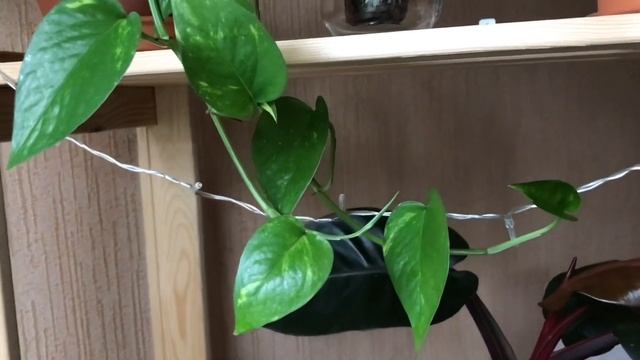 Идеальный Грунт для Комнатных Растений » Питательный и Рыхлый » Биогумус+Кокосовый субстрат смотреть онлайн